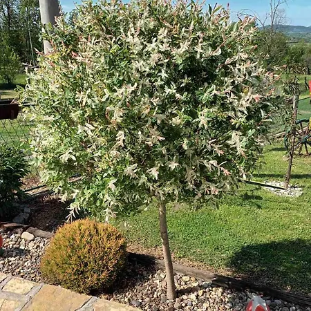 Casa de Férias Dolina Mira *