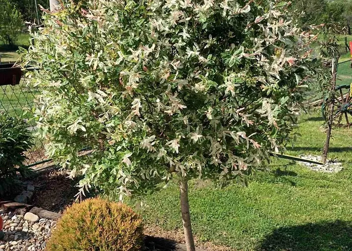 Дом отдыха Dolina Mira *